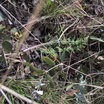 Cheilanthes sieberi (Rock Fern) at Belconnen, ACT - 9 Aug 2021 by Dora