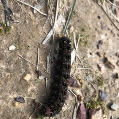 Apina callisto (Pasture Day Moth) at Macquarie, ACT - 9 Aug 2021 by Dora