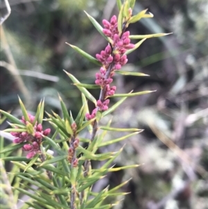 Lissanthe strigosa subsp. subulata at Forde, ACT - 5 Aug 2021