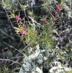 Lissanthe strigosa subsp. subulata at Forde, ACT - 5 Aug 2021