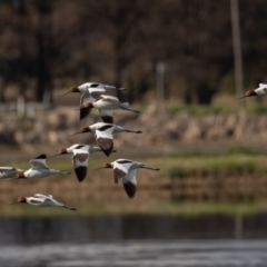 Recurvirostra novaehollandiae (Red-necked Avocet) at Fyshwick, ACT - 9 Aug 2021 by rawshorty