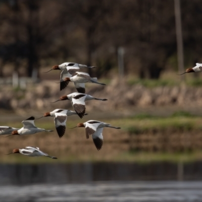 Recurvirostra novaehollandiae (Red-necked Avocet) at Fyshwick Sewerage Treatment Plant - 9 Aug 2021 by rawshorty