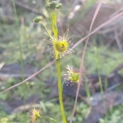 Drosera auriculata (Tall Sundew) at Albury, NSW - 8 Aug 2021 by ClaireSee