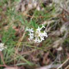 Pimelea linifolia (Slender Rice Flower) at Bundanoon, NSW - 19 Jul 2021 by MatthewFrawley