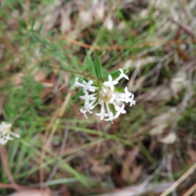 Pimelea linifolia (Slender Rice Flower) at Bundanoon, NSW - 19 Jul 2021 by MatthewFrawley