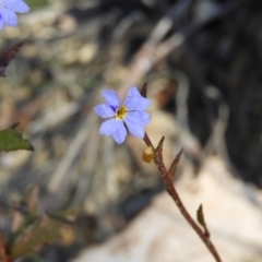 Dampiera stricta (Blue Dampiera) at Bundanoon, NSW - 21 Jul 2021 by MatthewFrawley