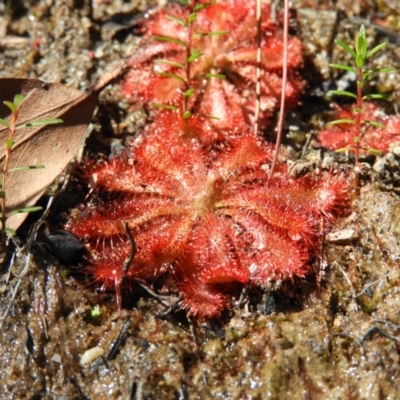 Drosera spatulata (Common Sundew) at Bundanoon, NSW - 21 Jul 2021 by MatthewFrawley