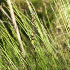 Schoenus melanostachys (Black Bog-rush) at Bundanoon, NSW - 21 Jul 2021 by MatthewFrawley