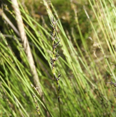 Schoenus melanostachys (Black Bog-rush) at Bundanoon, NSW - 21 Jul 2021 by MatthewFrawley