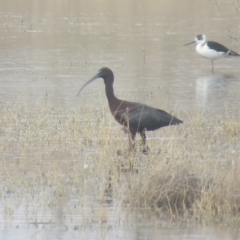 Plegadis falcinellus (Glossy Ibis) at Lake Cargelligo, NSW - 5 Oct 2017 by Liam.m