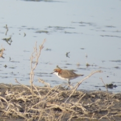 Anarhynchus ruficapillus (Red-capped Plover) at Lake Cargelligo, NSW - 4 Oct 2017 by Liam.m