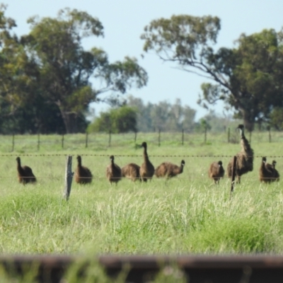 Dromaius novaehollandiae (Emu) at Burren Junction, NSW - 23 Jan 2021 by Liam.m