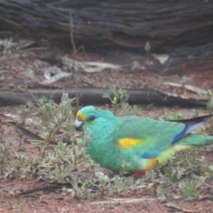 Psephotellus varius (Mulga Parrot) at Mount Hope, NSW - 11 Jul 2020 by Liam.m