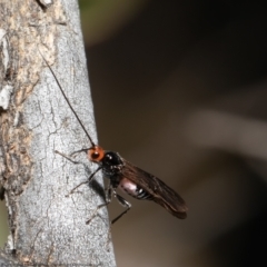 Callibracon capitator (White Flank Black Braconid Wasp) at Woodstock Nature Reserve - 9 Aug 2021 by Roger