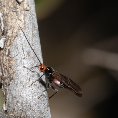 Callibracon capitator (White Flank Black Braconid Wasp) at Holt, ACT - 9 Aug 2021 by Roger