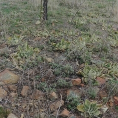 Verbascum thapsus subsp. thapsus (Great Mullein, Aaron's Rod) at Downer, ACT - 9 Aug 2021 by Avery