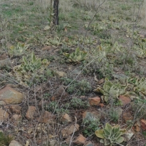 Verbascum thapsus subsp. thapsus at Downer, ACT - 9 Aug 2021