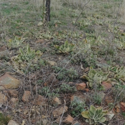 Verbascum thapsus subsp. thapsus (Great Mullein, Aaron's Rod) at Downer, ACT - 9 Aug 2021 by Avery