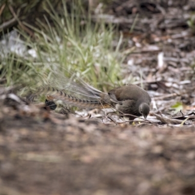 Menura novaehollandiae (Superb Lyrebird) at Cotter River, ACT - 3 Aug 2021 by trevsci