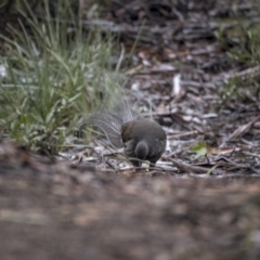 Menura novaehollandiae at Cotter River, ACT - 4 Aug 2021 08:14 AM