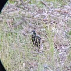 Gymnorhina tibicen (Australian Magpie) at Thurgoona, NSW - 9 Aug 2021 by Darcy