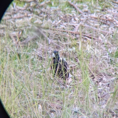 Gymnorhina tibicen (Australian Magpie) at Thurgoona, NSW - 9 Aug 2021 by Darcy