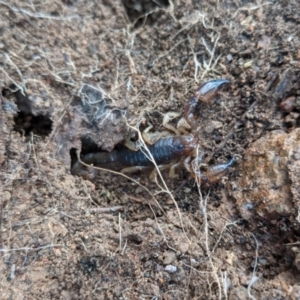 Urodacus manicatus at Stromlo, ACT - 8 Aug 2021 04:30 PM