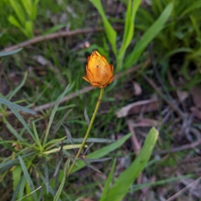 Xerochrysum viscosum (Sticky Everlasting) at Thurgoona, NSW - 9 Aug 2021 by Darcy