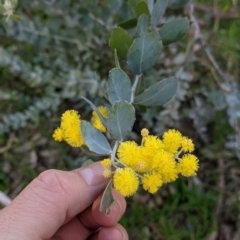 Acacia podalyriifolia (Queensland Silver Wattle) at Thurgoona, NSW - 9 Aug 2021 by Darcy