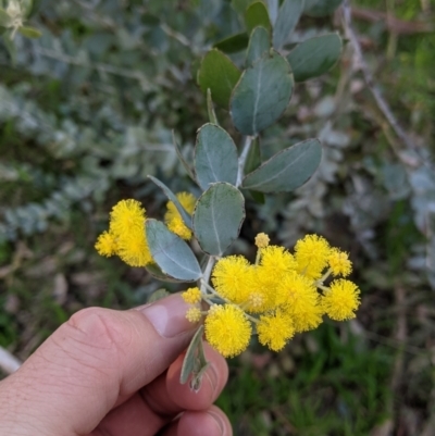 Acacia podalyriifolia (Queensland Silver Wattle) at Thurgoona, NSW - 9 Aug 2021 by Darcy