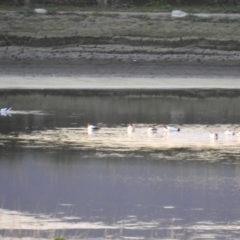 Recurvirostra novaehollandiae (Red-necked Avocet) at Fyshwick Sewerage Treatment Plant - 9 Aug 2021 by Liam.m