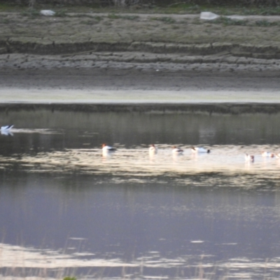Recurvirostra novaehollandiae (Red-necked Avocet) at Fyshwick Sewerage Treatment Plant - 9 Aug 2021 by Liam.m