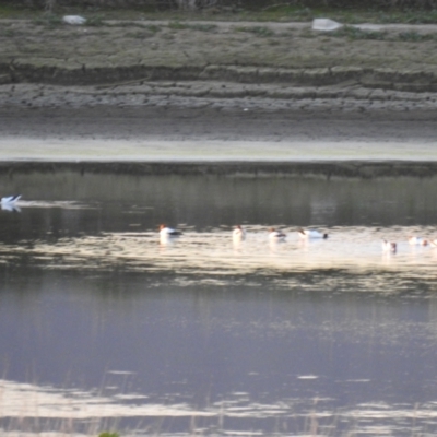 Recurvirostra novaehollandiae (Red-necked Avocet) at Fyshwick, ACT - 9 Aug 2021 by Liam.m