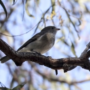 Pachycephala pectoralis at Higgins, ACT - 9 Aug 2021 10:49 AM