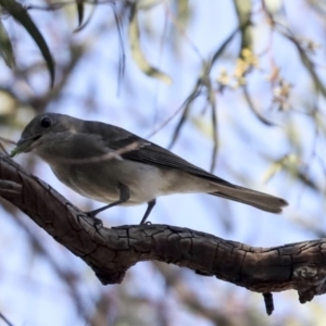 Pachycephala pectoralis at Higgins, ACT - 9 Aug 2021 10:49 AM