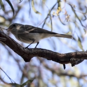 Pachycephala pectoralis at Higgins, ACT - 9 Aug 2021