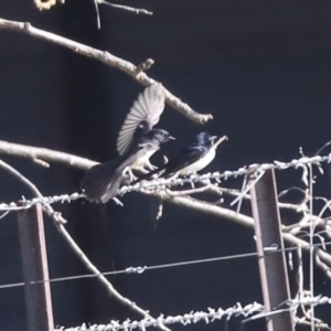 Rhipidura leucophrys at Hawker, ACT - 9 Aug 2021