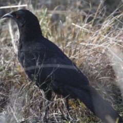 Corcorax melanorhamphos (White-winged Chough) at Hawker, ACT - 9 Aug 2021 by AlisonMilton