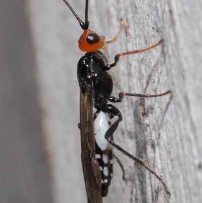 Callibracon capitator (White Flank Black Braconid Wasp) at Acton, ACT - 6 Aug 2021 by TimL