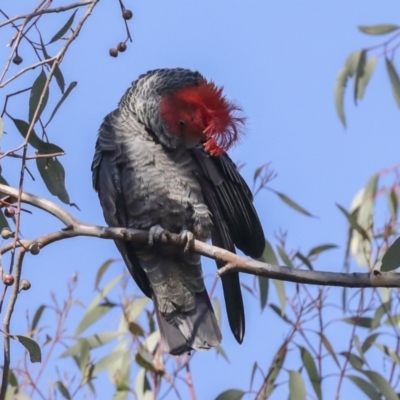 Callocephalon fimbriatum (Gang-gang Cockatoo) at Hawker, ACT - 9 Aug 2021 by AlisonMilton