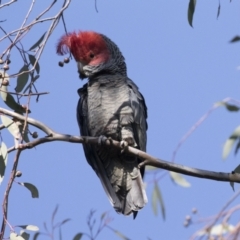 Callocephalon fimbriatum at Hawker, ACT - 9 Aug 2021