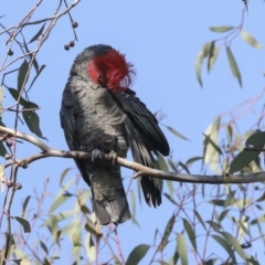 Callocephalon fimbriatum at Hawker, ACT - 9 Aug 2021