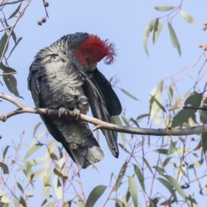 Callocephalon fimbriatum at Hawker, ACT - 9 Aug 2021