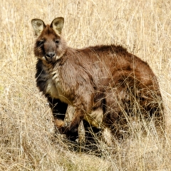 Osphranter robustus (Wallaroo) at Lions Youth Haven - Westwood Farm A.C.T. - 9 Aug 2021 by HelenCross