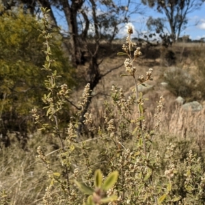 Pomaderris pallida at Kambah, ACT - 9 Aug 2021