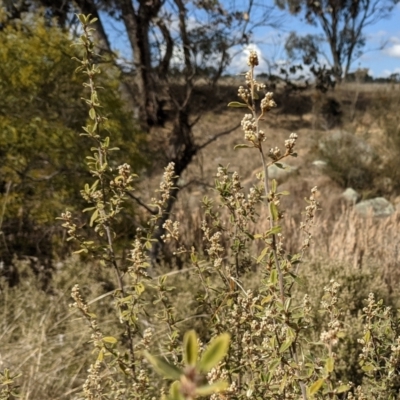 Pomaderris pallida (Pale Pomaderris) at Kambah, ACT - 9 Aug 2021 by HelenCross