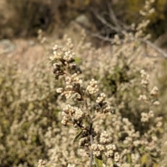 Pomaderris pallida at Kambah, ACT - 9 Aug 2021