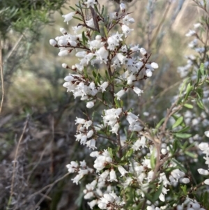 Cryptandra amara at Watson, ACT - 9 Aug 2021 04:04 PM