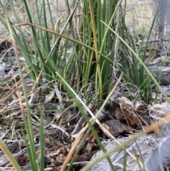 Bulbine bulbosa (Golden Lily) at The Fair, Watson - 9 Aug 2021 by waltraud