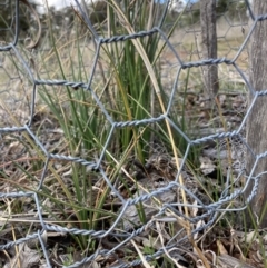 Bulbine bulbosa at Watson, ACT - 9 Aug 2021